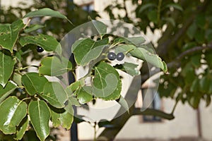 Cinnamomum camphora branch close up