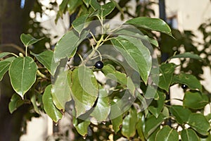 Cinnamomum camphora branch close up