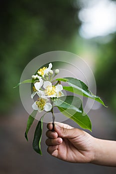 Cinnamomum camphora flower