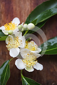 Cinnamomum camphora flower