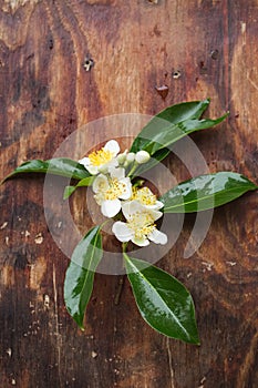 Cinnamomum camphora flower