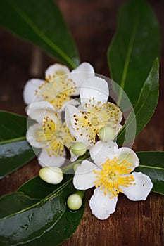 Cinnamomum camphora flower