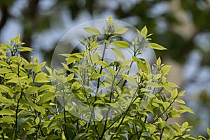 Cinnamomum camphora tree