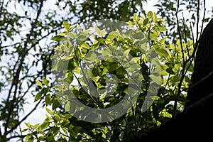 Cinnamomum camphora tree