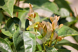 Cinnamomum camphora tree