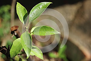 Cinnamomum camphora tree