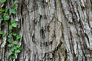 Texture, tree bark, Cinnamomum camphora,nature photo