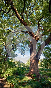 Cinnamomum camphora  tree in the Imperial Palace garden. Tokyo. Japan