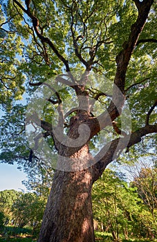 Cinnamomum camphora  tree in the Imperial Palace garden. Tokyo. Japan