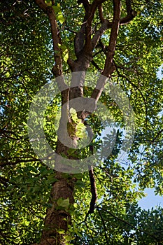 Cinnamomum camphora tree in the Imperial Palace garden. Tokyo. Japan