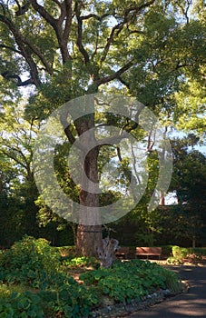 Cinnamomum camphora tree in the Imperial Palace garden. Tokyo. Japan