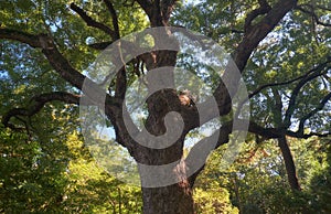 Cinnamomum camphora tree in the Imperial Palace garden. Tokyo. Japan