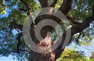 Cinnamomum camphora tree in the Imperial Palace garden. Tokyo. Japan