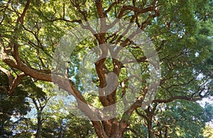 Cinnamomum camphora tree in the Imperial Palace garden. Tokyo. Japan