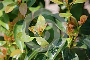 Cinnamomum camphora tree photo