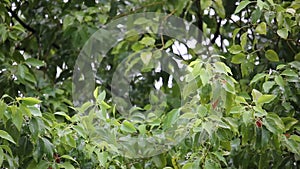 Cinnamomum camphora tree with rain