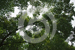 Cinnamomum camphora tree