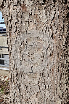 Cinnamomum camphora trunk close up