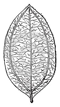 Cinnamomum Rossmassleri from the Miocene of Switzerland, vintage engraving