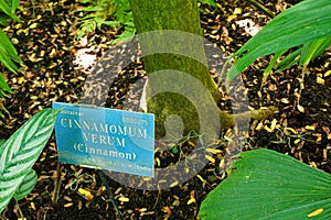 Cinnamomum Verum, Oxford University Botanic Garden