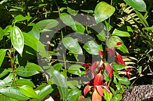 Cinnamomum verum red leaves gleaming under the sun