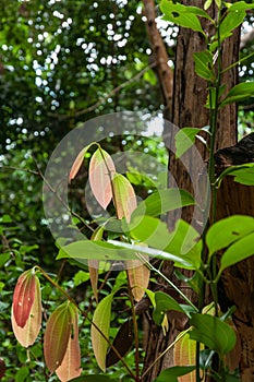 Cinnamomum Verum's green and red colored leaves