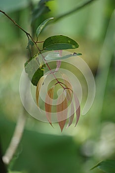 Cinnamomum zeylanicum (Kayu manis, cinnamon) leaves on the tree. The skin is usually used for seasoning and drinks