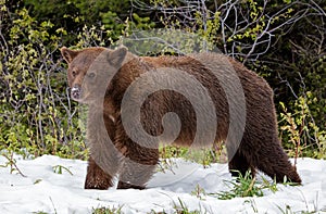 A Cinnamon American Black Bear foraging through spring snow