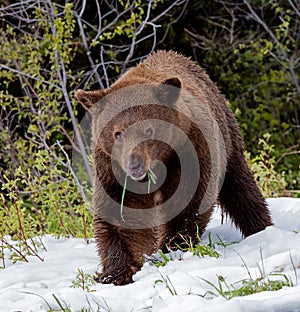 Cinnamon American Black Bear walking through spring snow