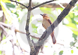 The cinnamon attila (Attila cinnamomeus) in Colombia.