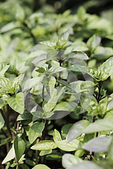 Cinnamon basil