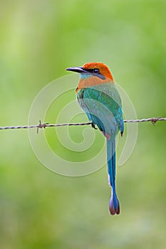 The cinnamon becard, Pachyramphus cinnamomeus, is a passerine bird. photo