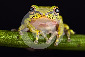 Cinnamon-bellied reed frog Hyperolius cinnamomeoventris