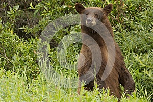 Cinnamon Black bear on the ALCAN Highway