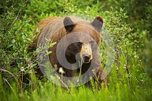 Cinnamon Black Bear