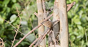 Cinnamon Bracken-Warbler Bradypterus cinnamomeus Perched on Br