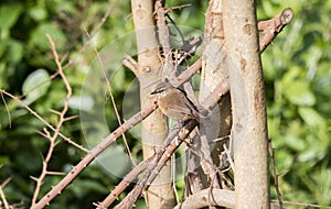 Cinnamon Bracken-Warbler Bradypterus cinnamomeus in Tanzania