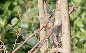 Cinnamon Bracken-Warbler Bradypterus cinnamomeus in Tanzania