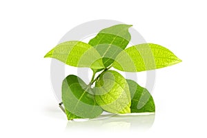Cinnamon branch green leaves isolated on white surface
