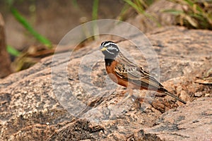 Cinnamon breasted bunting