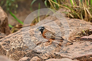 Cinnamon breasted bunting