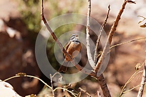 Cinnamon-breasted Bunting Emberiza tahapisi photo