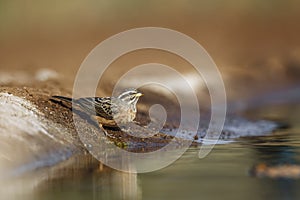 Cinnamon breasted Bunting in Kruger National park, South Africa photo