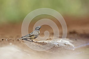 Cinnamon breasted Bunting in Kruger National park, South Africa photo