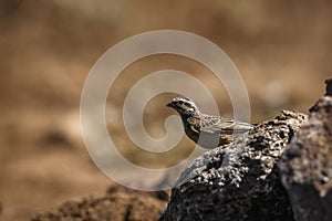 Cinnamon breasted Bunting in Kruger National park, South Africa photo