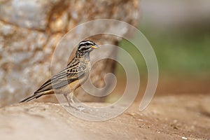 Cinnamon breasted Bunting in Kruger National park, South Africa photo