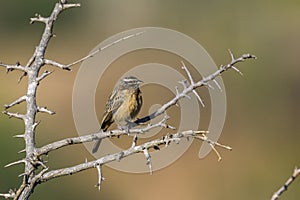 Cinnamon-breasted Bunting in Kruger National park, South Africa photo