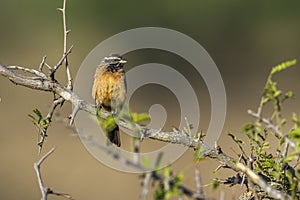 Cinnamon-breasted Bunting in Kruger National park, South Africa photo