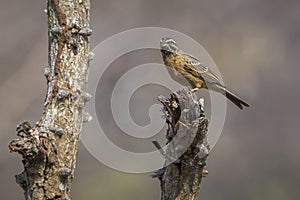 Cinnamon breasted Bunting in Kruger National park, South Africa photo