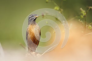 Cinnamon breasted Bunting in Kruger National park, South Africa photo